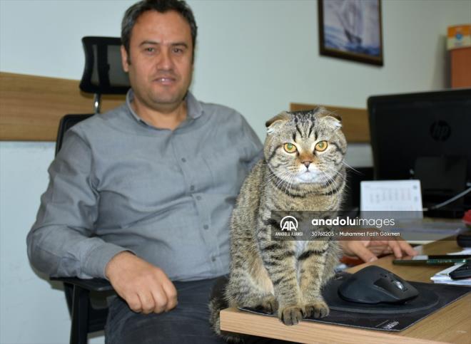 l Milli Eitim Mdr Hayati Telefoncu, AA muhabirine, yaklak 3 ay nce getirilen kedinin bir daha kendilerinden ayrlamadn syledi.