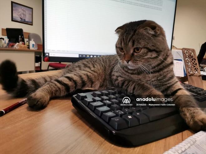 MEBBS yneticisi Bilal Demirci de kedinin adeta kurumun neesi olduunu dile getirdi.