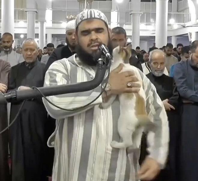 Kedi bir sre imamn zerinde ve omuzunda gezindikten sonra aaya inip uzaklat.