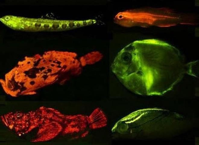 Derin sularda 180 bal�k t�r� hi� ���k y�z� g�rmeden b�y�r ve ya�am�n� s�rd�r�r.