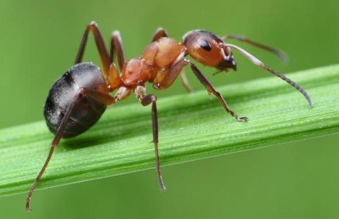 Kar�ncalar mecbur kald�klar�nda 2 hafta boyunca suyun alt�nda hayat�n� s�rd�rebilir.