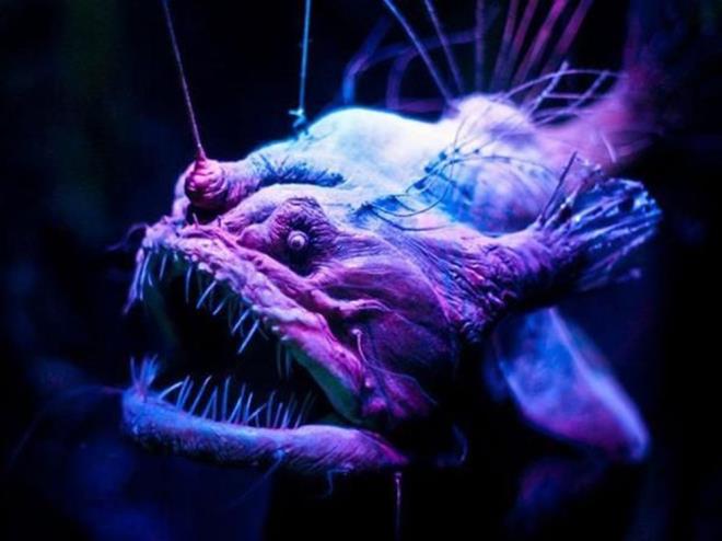 Fenersiler isimli bu su canl�s� da buna iyi bir �rnek... �o�unlukla denizin okyanusun dibinde ya�arlar ve hi� g�ne� ����� g�rmezler!