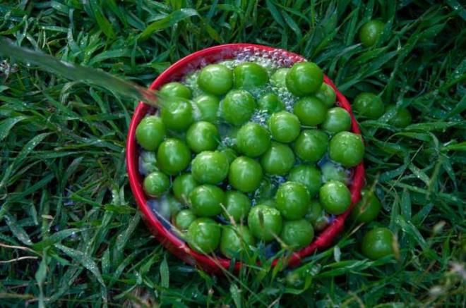 Eriin seveni de yiyeni de ok.stelik erik,faydalaryla da gz dolduran bir meyve olarak karmza kyor.