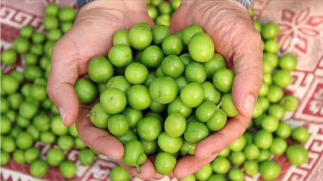 Vcut salnz iin erii mutlaka tuz kullanmadan tketmeniz neriliyor.