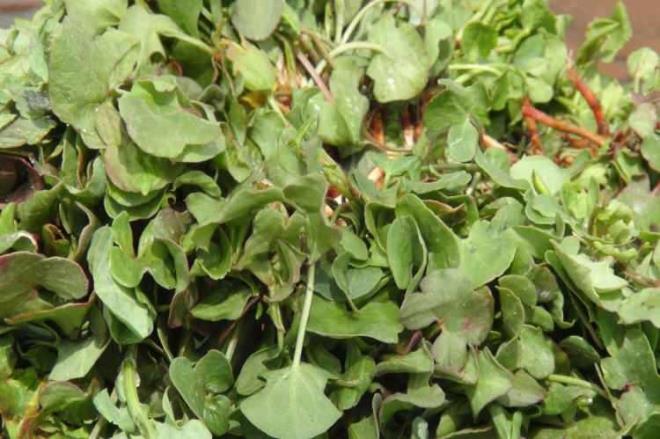 Dnya tp tarihine damga vuran, gnmzde de youn ilgi gren bn-i Sina?nn reeteleri arasnda bulunan ve 'beyni altryor, mideye ok faydal' eklinde anlatt 'kuzu kula' tezgahlarda yerini ald.