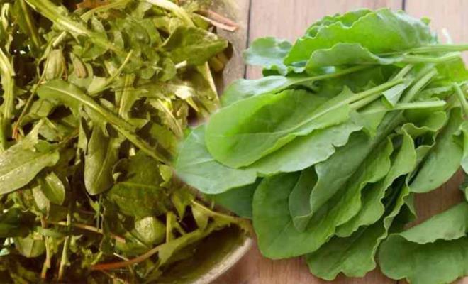 Salk asndan faydal ve olduka zengin bir ierie sahip olan kuzu kula, tezgahlardaki yerini almaya balad. A, B ve zellikle C vitamini bakmndan gl bir ierie sahip olan kuzu kulann, ayn zamanda demir ve fosfor ynnden de olduka zengin olduu biliniyor.