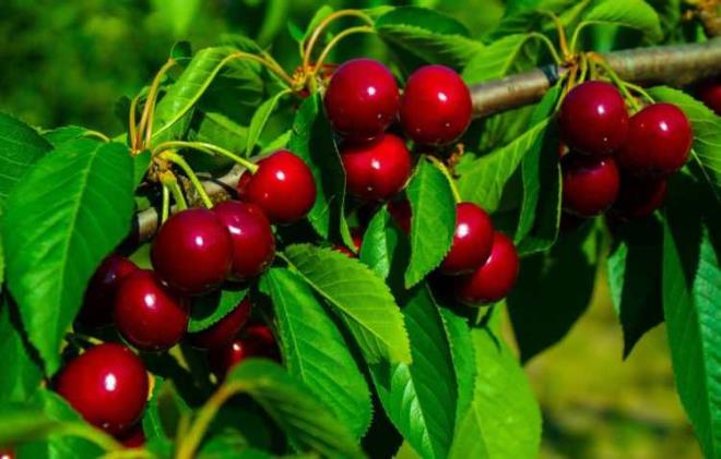 Yapl: <br>    1 tutam kiraz yapra ve 4-5 adet kiraz sapn 1 cezvenin iine koyun.    Yaklak 5 dakika kadar kaynatn.    Daha sonra ocaktan aln ve 5 dakika ayn dinlenmesini salayn.     Dinlenen ay szp tketebilirsiniz. Tatlandrmak isterseniz iine bir ubuk tarn koyup bu ekilde tketebilirsiniz.