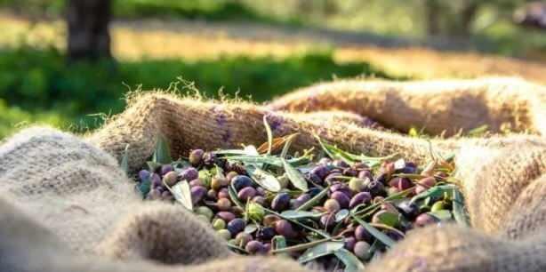 Salkl, yal, kristal kaya tuzlu peynir, zeytin yemezseniz, suya koyup onlar tuzunu kartyorum derseniz ksr kalrsnz.