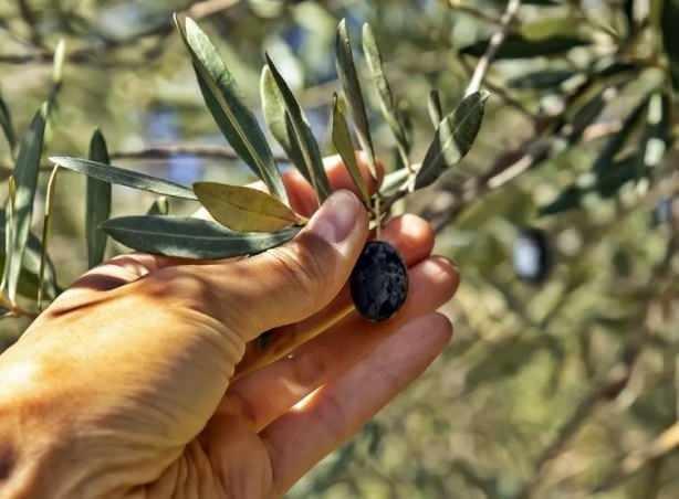Yok byle bir ey, hepsinin iinde zehir var. Evler temiz olmayacak, kirli yaayacaz temiz yiyeceiz"