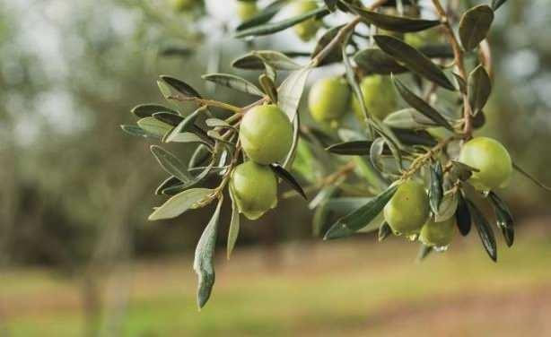 Karatay, meyve sularnn ise byk tehlike satn vurgulad.
