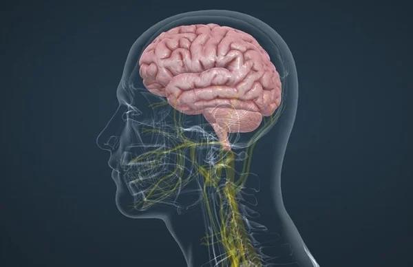 Beyin sal: Ceviz, beyin fonksiyonlarn gelitirmeye yardmc olan omega-3 ya asitleri, antioksidanlar ve folik asit asndan zengindir. Bu nedenle, dzenli olarak ceviz tketmek, hafza ve bilisel ilevlerin korunmasna yardmc olabilir.