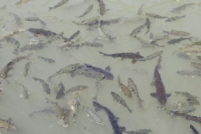 Beyazgl yle devam etti:  <br>  Oksijen oran dmesin diye youn bir alma yrttk. imdi misafirlerimizi arlamaya balayacaz. Her gn glden oksijen deerini aldk. Yaptmz almalarn sonunda sel ve depreminin balklarmza ve glmze ciddi bir zarar vermediini grdk. Felaketlerin ardndan amur renginin hakim olduu glde imdi renk olumluya dnd." diye konutu.