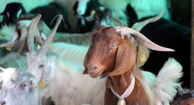 2023 KURBAN BAYRAMI NE ZAMAN?    2023 Kurban Bayram tarihleri, Diyanet leri Bakanl tarafndan yaymlanan dini takvim sonrasnda belli oldu.    Buna gre; Kurban Bayram'nn 1. gn bu yl 28 Haziran'da idrak edilecek. Bayram, 1 Temmuz Cumartesi akam sona erecek. Bylelikle vatandalar pazar gnyle beraber toplamda 5 gn tatil yapma frsat yakalayacak.