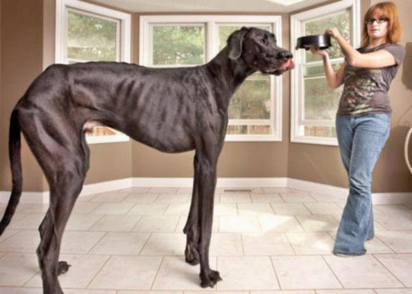 <p>EN UZUN K�PEK</p> Ad�: Zeus. Cinsi: Danua. Boyu: 1.12 metre 3 ya��nda. ABD'de ya��yor.