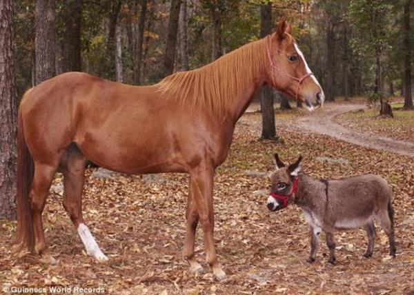 <b>EN K���K E�EK</b> - ABD'nin Florida Eyaleti'ne ba�l� Gainesville'de bir �iftlikte ya�ayan 6 ya��ndaki KneeHi ad�ndaki e�ek d�nyan�n en k���k e�e�i unvan�na sahip. Guinness'e giren KneeHi'nin uzunlu�u 64.2 santim.