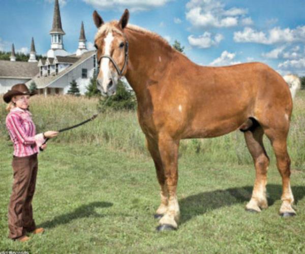 <p>EN B�Y�K AT:</p> ABD'nin Wisconsin Eyaleti'nde ya�ayan 9 ya��ndaki "Big Jake"in boyu 2.13 metre.