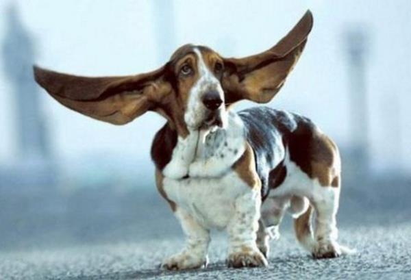 Mr. Jeffries olarak bilinen d�nyan�n en b�y�k kulakl� av cinsi k�pe�i.