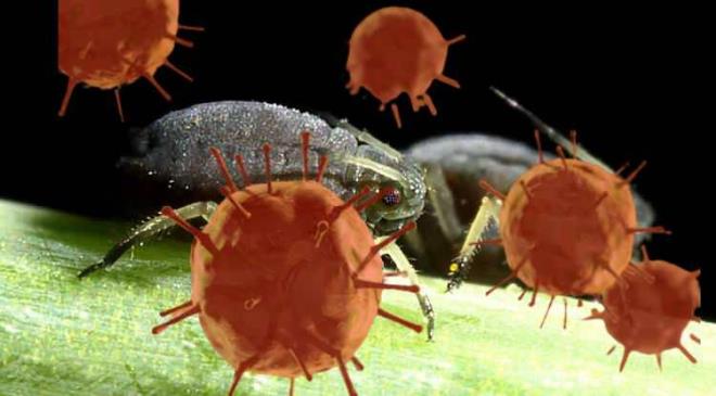 6- LMCL YEN SALGIN    Koronavirsten 65 yl sonra lmcl bir bcek tarafndan yeni bir salgn ba gsterecek. AI Nostradamus 'bilinmeyen' bir hastaln dnya zerindeki tm uluslar i birliine iteceini syledi.