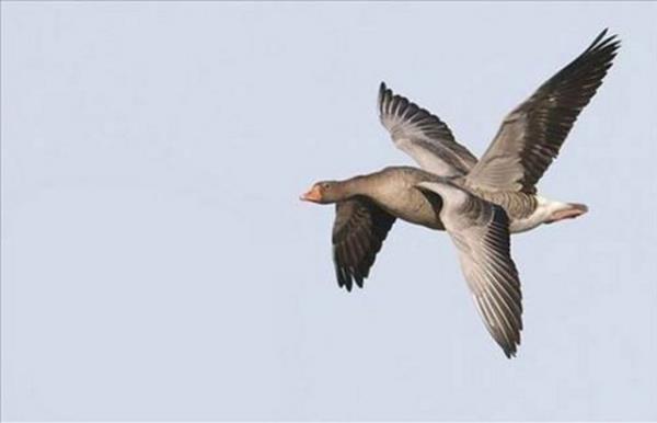 Kafa kar��t�ran kareler