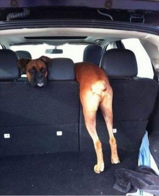 Kafa kar��t�ran kareler