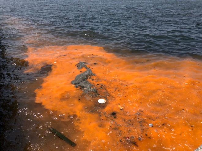 "ALGLER ATIKLARI DA TUTUYOR"    Bu alglerin salyalama etkisi ile zmir Krfezi'ndeki petrol ve kimyasal trevdeki atklar tutarak, kirliliin ar boyutlara ulamasna neden olabileceini belirten Dr. Kesici, "zmir Krfezi'nde bu tr doal olmayan biyokimyasal olaylar sonucunda msilaj tehdidi de giderek artacaktr. Bu tr istenmeyen kirlilik oluumlar olutuktan sonra deil; olumadan nce nlemler alnmaldr. zm, bu tr oluumlarn ve yzey atklarnn kepeler ile temizlenmesi de deildir. ok hassas olan krfeze atk su braklmasna engel olunmaldr. Bunun iin de derelerin bulunduu yerlere mutlaka artma niteleri kurulmal" diye konutu.