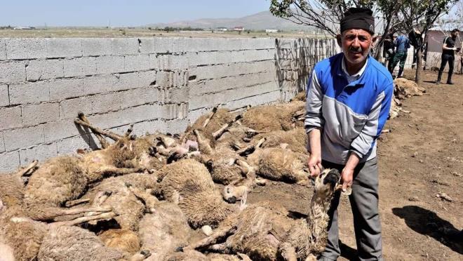 Melikgaz ilesine bal Turan Mahallesi?nde yaayan ve besicilikle uraan Mehmet Guzay, yaylada otlanan kkba hayvanlarn, ynlerini krkmak iin mahalledeki ahra getirdi. Gece saatlerinde ahra giren kurtlar, 60? kuzu, 110?u koyun olmak zere 170 hayvan telef etti.