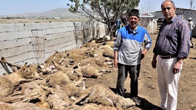 Hayvanlarnn telef olduunu gren talihsiz besici neye uradn arrken, koyunlar kredi ile aldklarn ve paray nasl deyeceklerini bilmediklerini kaydetti.
