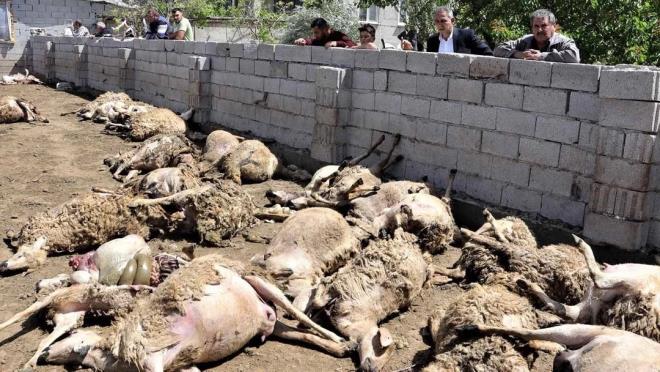 Sabah hayvanlar karmak iin ahra giden Kuzay, ac manzarayla karlat.