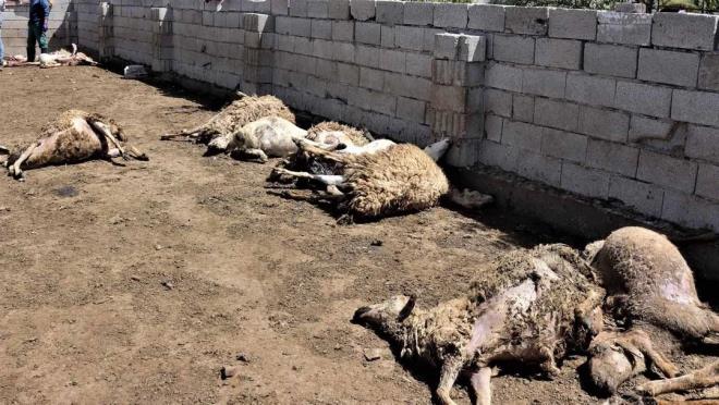 Turan Mahalle Muhtar Hasan Soykan da, ?Bu olay sabah duydum. Buraya kurt girmi. 170?e yakn koyun ve kuzunun telef olduunu rendim. iftilerimiz kymzde kkba hayvan besliyorlar ve dalarda yayyorlar. Krkm iinde kye geldiler. Krkm yaptktan sonra tekrardan daa kacaklard. iftimiz bu mallar kredi ile aldlar. Bu yzden skntlar byk" diye konutu.