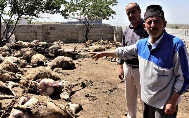 KAYSER'de gece saatlerinde ahra giren kurtlar, 60 koyun ve 110 kuzu olmak zere 170 kkba hayvan telef etti, ortaya bu grntler kt: