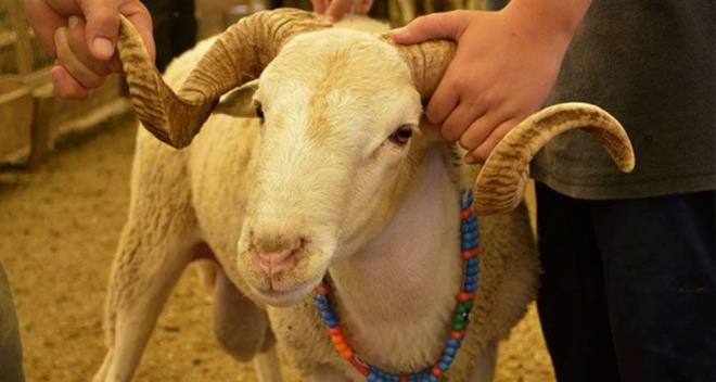 Son dnemde vatandalarn en ok merak ettii konulardan biri de Kurban Bayram oldu. slamiyet'te iki bayramdan biri olan ve eitli ibadetlerle geen Kurban Bayram ayn zamanda tatil frsat olarak grlyor. te, 2023 Kurban Bayram tarihi...