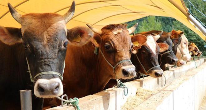 2023 KURBAN BAYRAMI NE ZAMAN? 2023    Kurban Bayram tarihleri, Diyanet leri Bakanl tarafndan yaymlanan dini takvim sonrasnda belli oldu. Buna gre; Kurban Bayram'nn 1. gn bu yl 28 Haziran'da idrak edilecek. Bayram, 1 Temmuz Cumartesi akam sona erecek.