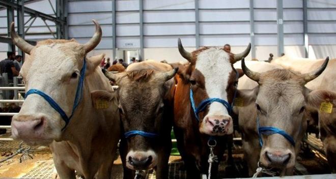 BAYRAM TATL KA GN OLDU?      Kurban Bayram tatilinin bu yl ka gn olaca, imdiden yaz tatili planlamas yapan kiiler tarafndan sorgulanyor.    2023 Kurban Bayram bu yl 28 Haziran aramba gnne denk geliyor. 26 Haziran Pazartesi ve 27 Haziran Sal gn de hkmet tarafndan tatil ilan edildii iin bayram tatili hafta sonu tatilleriyle beraber toplamda 9 gn olacak.