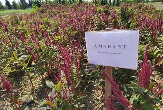 Amac�m�z ilk etapta para de�ildi ama izlemledi�imizde biz sadece susuzlu�a �nem verdi�imizi belirtmi�tik. �u anda g�rd���m�z kadar�yla da T�rkiye'de yayg�nla�arak t�ketilmesi sa�lanabilir. Biz bu �r�n� ��lyak hastalar�n�n kullan�m�na y�nelik un yap�m�nda, ekmek, b�rek yap�m�nda kullanmay� planl�yoruz" dedi.