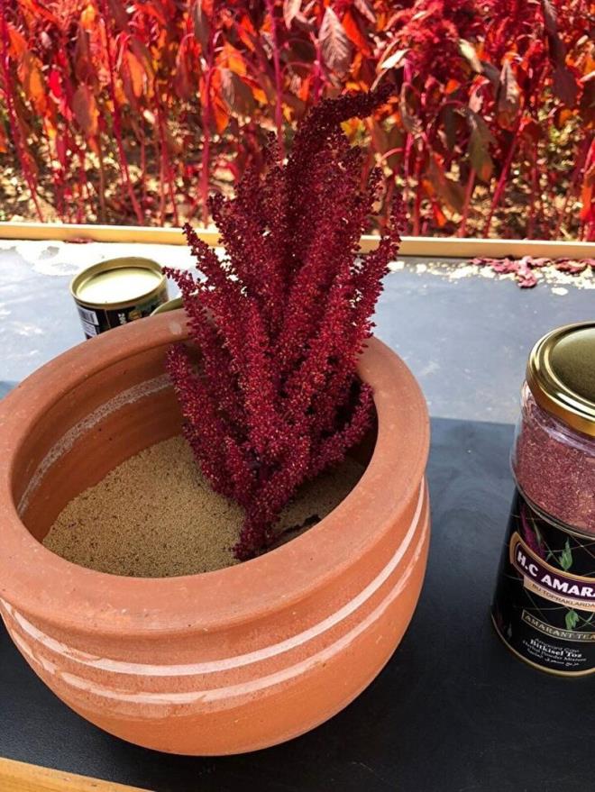 "Alternatif yem bitkisi"  <br>    Zerrin Canik, amarant bitkisinin susuz �retilmesiyle kurakl�k d�nemlerinde hayvanc�l��a b�y�k katk�s�n�n olaca��n� ifade etti. Canik, b�lgede hayvanlara silajl�k olarak yeti�tirilen m�s�r yerine susuz alanda da yeti�tirilebilen amarant bitkisinin alternatif olaca��n� belirterek, "Y�remizde hayvanlar�n bak�m� i�in silajl�k m�s�r ekimi �ok fazla oldu�undan alternatif yem bitkilerinden amarant bitkisini ekmeyi planlad�m ve denedim. Ge�en y�l tohum i�in �al��t�k, bu y�l da tarlalar�m�za 30 dekar civar�nda amarant tohumlar�m�z� serptik. �u anda amarant tohumlar�m�z bir ayda b�y�d�ler ve yakla��k 45 g�n sonra bi�me a�amas�na ge�ece�iz. A�ustosun 15'inde amarant bitkisini bi�meye ba�layaca��z" diye konu�tu.