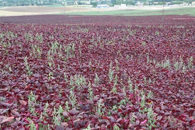 K�keni Hindistan ve G�ney Amerika olan amarant bitkisinin Bal�kesirli emekli sa�l�k �al��an� Zerrin Canik taraf�ndan Balya'n�n k�rsal Il�ca Mahallesi'nde ekimi yap�l�yor. Ge�ti�imiz y�l ilk olarak deneme ve tohum elde etmek amac�yla amarant bitkisini eken Canik, bu y�l da 30 dekarl�k alanda bitkinin ekimini ger�ekle�tirdi.