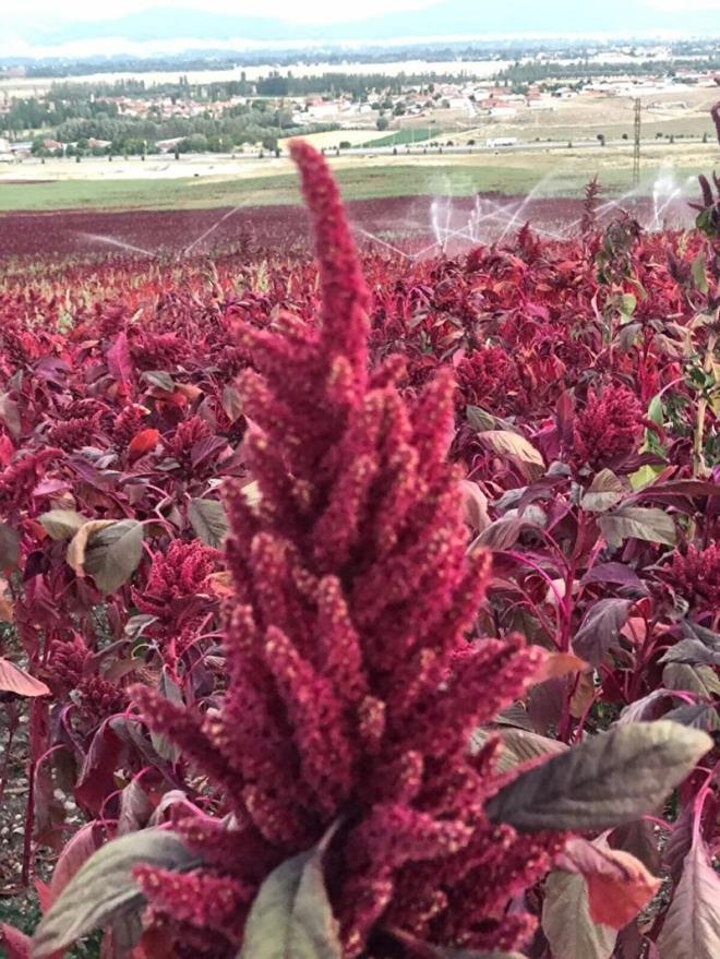 Amarant ekildi�inde g�bre, �apa ve en �nemlisi su istemiyor. Hi�bir masraf� yok. Sadece tohumu topra�a serpiyorsunuz, o �ekilde yeti�iyor. Yap�lan i�lem sadece bu kadar. Ondan sonra kendi kendine yeti�erek 60'nc� g�nde �i�ekleri a�maya ba�l�yor, 30 g�n i�inde olgunlu�a eri�iyor ve 90 ila 100 g�n aras�nda da bi�imi yap�l�yor. Amarant bitkisini g�da olarak t�ketebiliyorsunuz. Yapraklar�ndan salata ve yemek �eklinde t�ketilebilirken, �ay� i�im olarak muhte�em oluyor. �eker hastal���na faydal� oldu�unu tez �al��malar�nda g�zlemledik. Biz memnunuz, umar�m t�m T�rkiye bu bitkiyi eker" dedi.