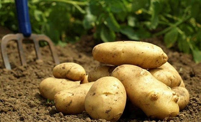 PATATES  <br>  Genel olarak, patates tamamen gvenli bir sebzedir. Patatesleri ok uzun sre aydnlk ve ar nemli bir ortamda brakrsanz veya uzun sre bekletirseniz filizlenmeye balayacaktr.Filizde oluan bakteri patatesinize geer ve filizi kesseniz bile zerinden zaman getii iin patateste kalm olur.