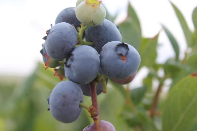 Dzenli olarak yaban mersini tketimi kan basncnn da dengelenmesine yardmc olur. Aratrmalara gre yksek tansiyon tm dnya apndaki can kayplarnn yaygn nedenlerinden biridir.