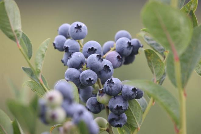Yaban mersininin iinde bulunan C vitamini, A vitamini ve dier bitkisel besinler, hcreleri kansere bal serbest radikallerin zararlarna kar korumaya yardmc olur. Aratrmalara gre yaban mersinindeki antioksidanlar vcuttaki iltihab azaltabilir. Yaban mersininde bulunan folat, DNA sentezi ve onarmnda etkilidir. eriindeki folat sayesinde yaban mersini, antioksidan etki gstererek kanser hcrelerinin oluumunu nleyebilir.