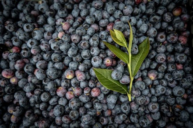 KAN EKER VE NSLN SEVYELERN YLETRYOR    <br>  Bir fincan yaban mersininde yaklak olarak 3,6 gr. lif bulunur. Aratrmalar, yksek lifli besinler tketen tip 1 diyabet hastalarnn kan ekerinin dk olduunu ortaya koyuyor. Lifli besin tketen tip 2 diyabet hastalarnda ise kan ekeri ve inslin dzeyleri iyileebiliyor.