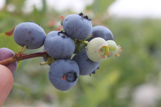 Dzenli olarak tketilmesi halinde yaban mersinin gz sal zerinde olumlu etkileri vardr. Bunun temelinde ise yine yaban mersinin yapsnda bulunan youn antioksidan miktar yatar. Yakn ve uzak grme bozukluklar, katarakt gibi rahatszlklara yakalanma riskini azaltan bu yemi, gz kuruluu ve enfeksiyona da iyi gelir. Yaban mersini; karotenoidler, flavonoidler ve C, E, A vitaminleri, antioksidanlar, selenyum, inko ve fosfor gibi ierikler asndan zengin bir bitkidir ve bu ieriklerin gz sal zerinde olumlu etkileri vardr. Yaban mersini, gz hastalklar arasnda yaratt hasarn gc nedeniyle ne kan glokom rahatszl iin de olumlu katklar salar.