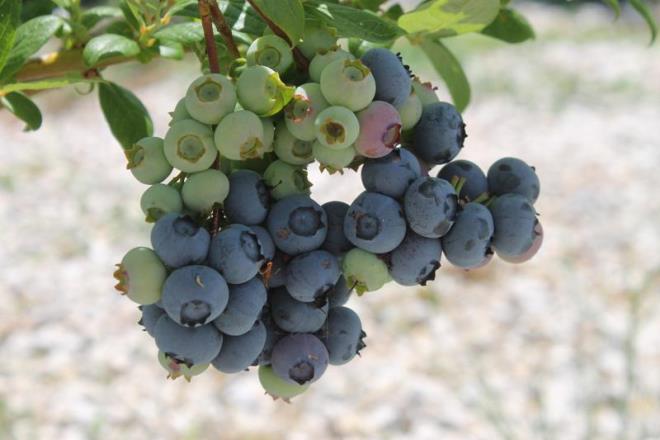 Yaban mersininde bulunan K vitamini, magnezyum, fosfor, manganez, demir ve inko kemik sal asndan ok nemli yap talardr. Kemiin doal yapsnda da bulunan bu yap talarndan yaban mersini tketerek faydalanmak, kemiklerimizin glenmesine ve uzun yllar salkl ekilde grev yapmasna katkda bulunur.