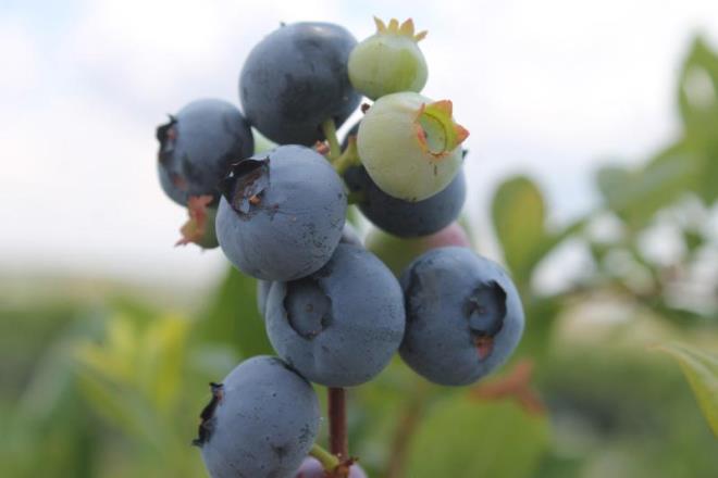 KABIZLIK SORUNUNA ENGEL OLUYOR  <br>    te yandan yaban mersininin ieriindeki youn lif yaps sindirim sistemini rahatlatr. Lif sayesinde kabzlk sorununun yaanmasna engel olur. Btn bu nedenlerden dolay yaban mersini sindirim dostu bir besin olarak tanmlanr.