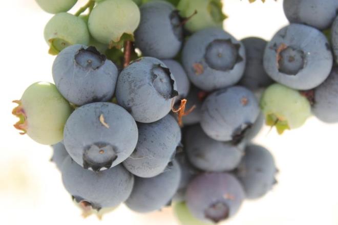 Yaban mersinin iinde bulunan lif, potasyum, folat, C vitamini, B6 vitamini kalp saln destekler. Yaban mersininin kolesterol iermemesi de kalp sal asndan nemlidir. zellikle yaban mersininin liften zengin yaps kandaki kt kolesterol miktarn azaltmaya ve dolays ile kalp hastal riskini drmeye yardmc olur. B6 vitamini ve folat, kalp sorunlarna yol aabilen yksek homosistein dzeylerinin drlmesini salar.