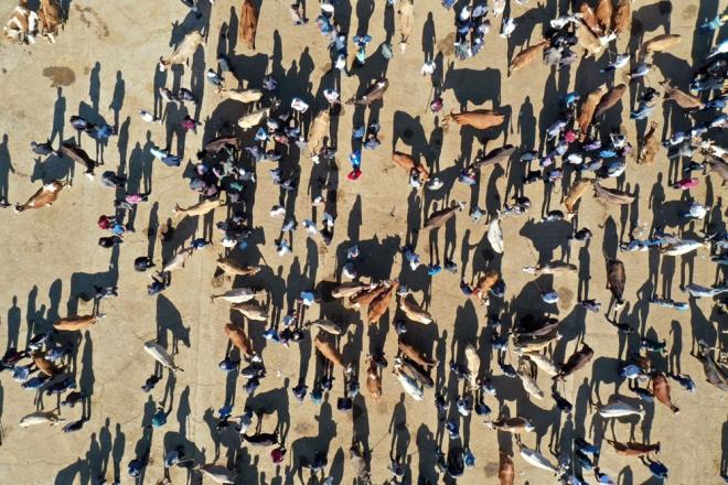 Besiciler, yaylalar ve ahrlarda binbir emekle besleyip bakmn yaptklar hayvanlar kamyonlara ykleyip sabahn erken saatlerinde alana getiriyor.