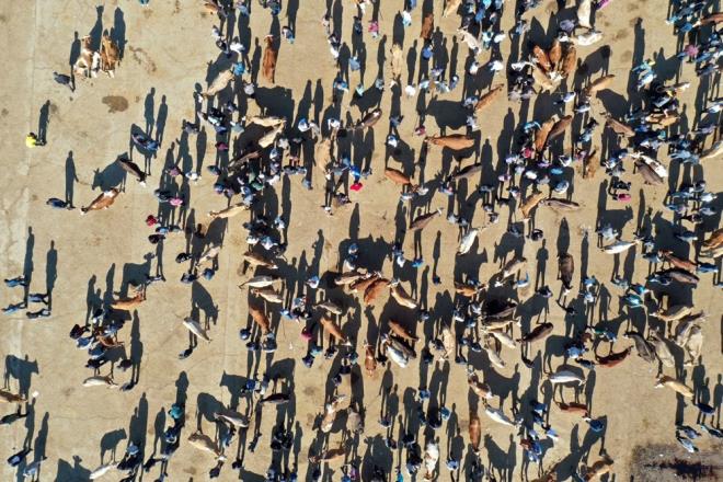 Akkan, younluun giderek arttn, alanda yksek kiloda hayvanlarn kaldn belirtti.