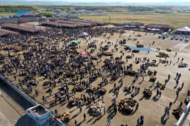 stanbul, Ankara, zmir ve Karadeniz Blgesi illerine kurbanlk hayvan sevkiyatnn yapld Ar'da, bayrama iki gn kala hayvan borsasnda younluk giderek artyor.