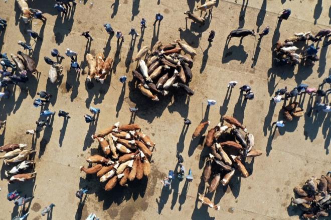 "BN HAYVAN SATTIK"    akkan, "Bu sene ben ve ortam hemen hemen bin hayvan sattk. Bizden fazla kimse mal satmad. Kurbanlk iin bat illerine de gitmiyoruz." dedi.