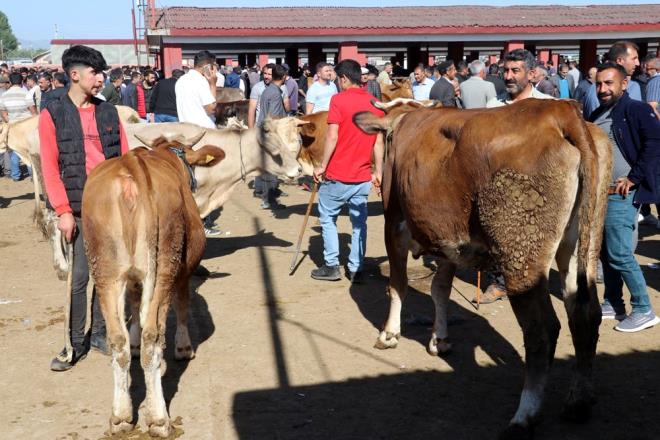 Hayvan alm satm yapan besicilerden Bahattin Akkan, elinde bir hayvan kaldn, 700 kilogramlk bu bykbaa 95 bin lira istediini syledi.